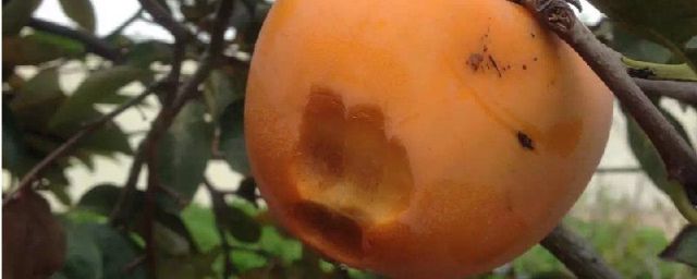 柿子可以和橘子一块儿吃吗?(柿子和橘子能不能一块吃)