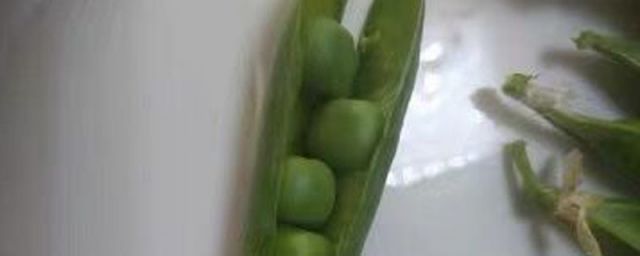 青豌豆不能和什么一起吃(青豆可以和绿豆一起吃吗?)