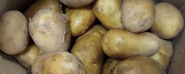 仓储马铃薯大量长期保存方法(马铃薯保存时间)