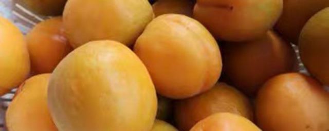杏子怎么保存新鲜杏子可以放冰箱吗?(杏子能放冰箱保存吗)
