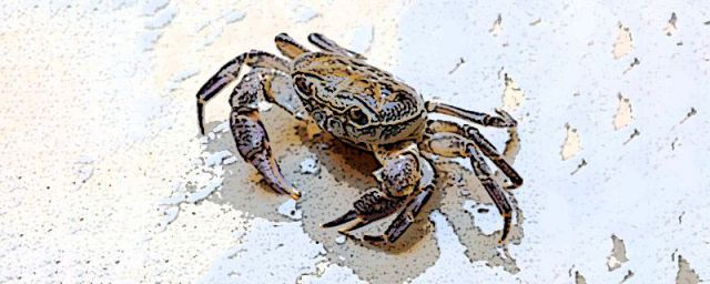 生螃蟹冻起来可以保存多久(生螃蟹可以冷冻保存吗,怎么保存好呢?)