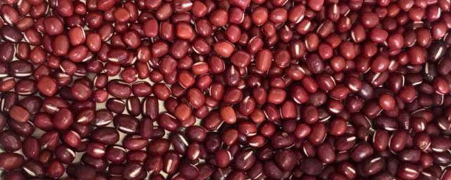 小红豆和赤小豆有什么区别?(红小豆和赤小豆一样吗?)
