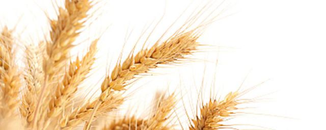 藜麦与小麦有什么区别(藜麦是米还是麦)