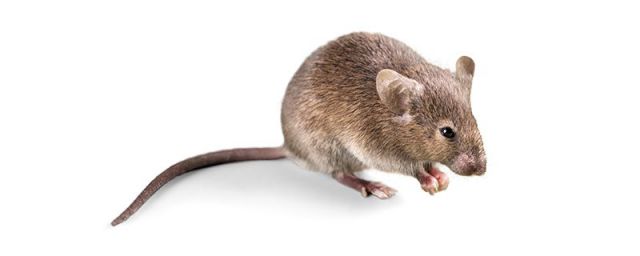 老鼠和花枝鼠有什么区别吗?(老鼠和花枝鼠有什么区别)