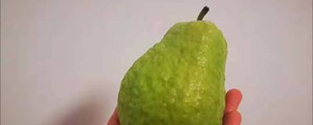 guava是什么水果英语(guara是什么水果)