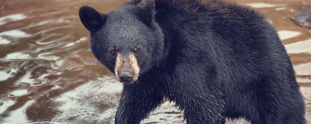 熊属于什么科动物(熊属于什么科目的动买钙片是含钙量越高越好吗?)
