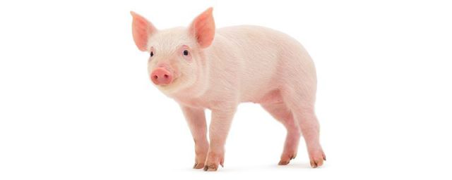 猪是属于哪类动物?什么科?(猪是什么科动物?)
