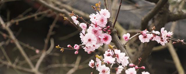 日本樱花什么季节开(樱花什么季节开是秋天开还是春天开)